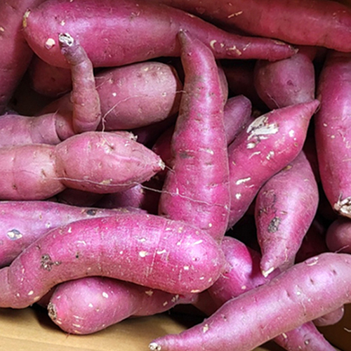 [해나미] 껍질째 먹는 애플구마 못난이 10kg 2종